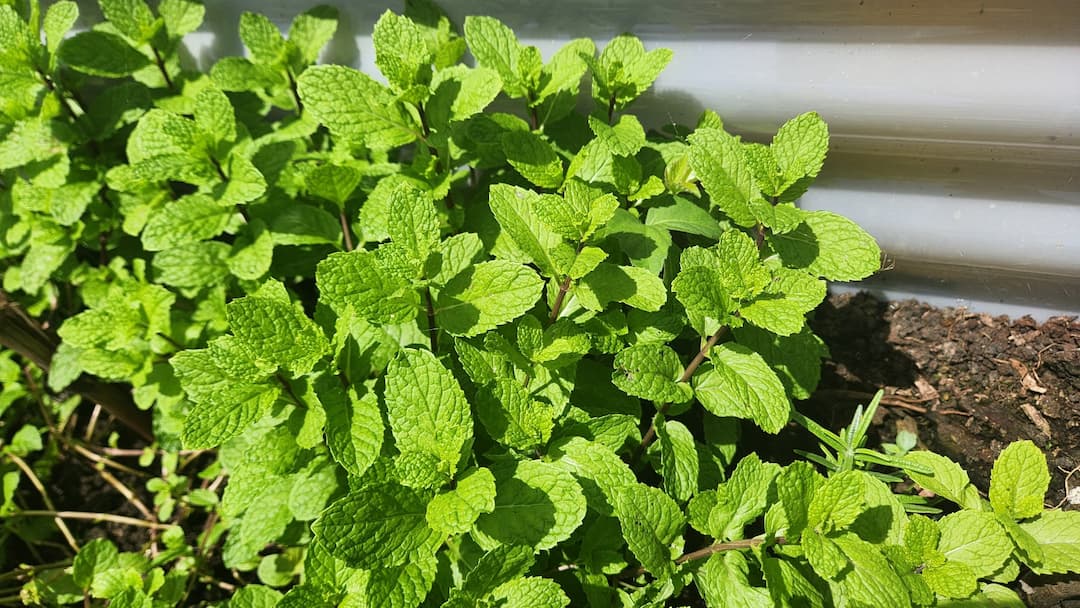 Organic Herbs Selection